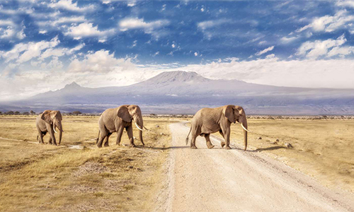 3-days-amboseli