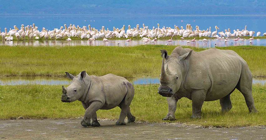 4-days-tarangire-ngorongoro-lake-manyara