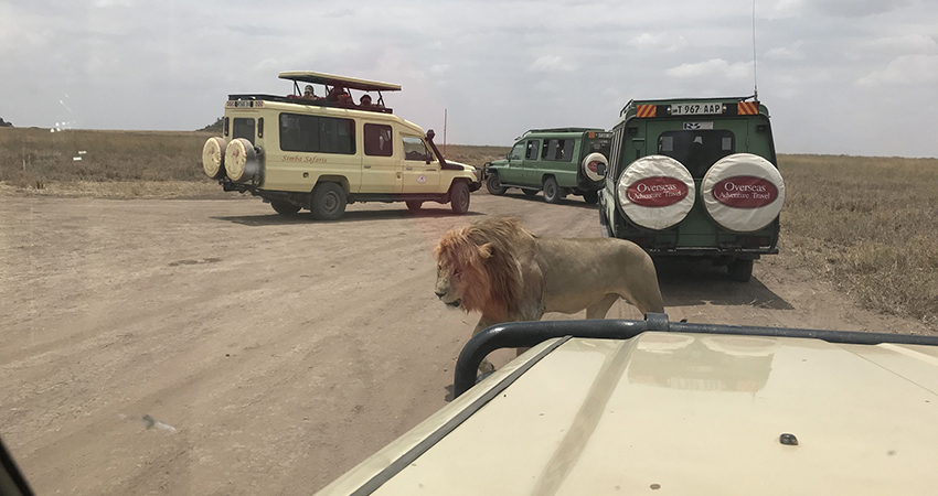 5-days-lake-manyara-ngorongoro-crater-serengeti