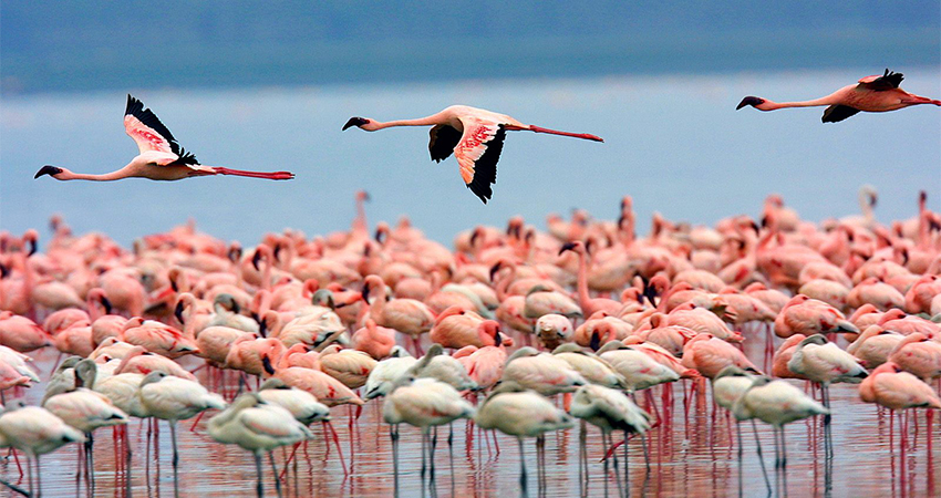 5-days-masai-mara-lake-nakuru-lake-naivasha