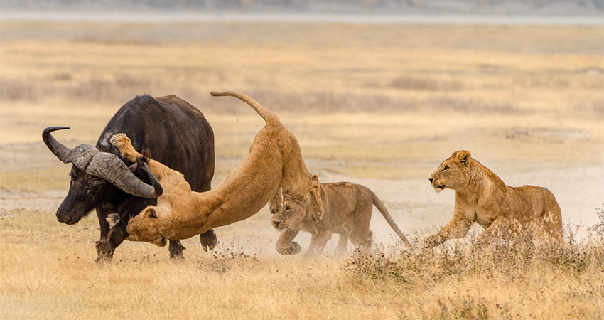 8-days-lake-manyara-serengeti-ngorongoro-crater