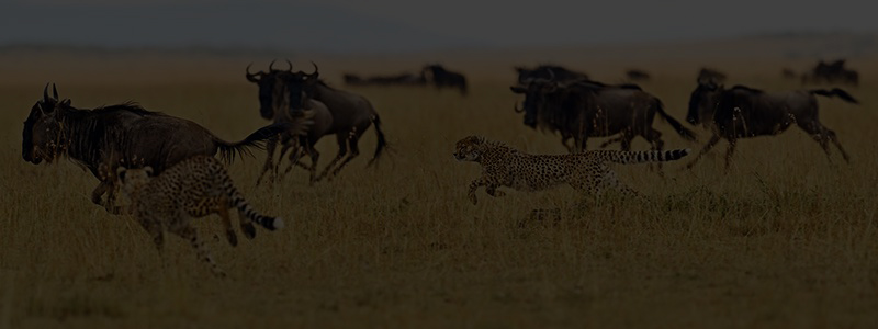 amboseli-park-banner