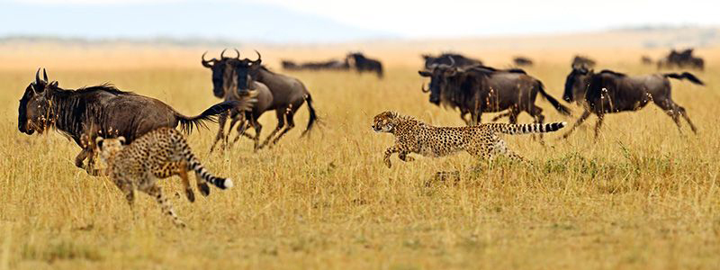 amboseli-park-banner