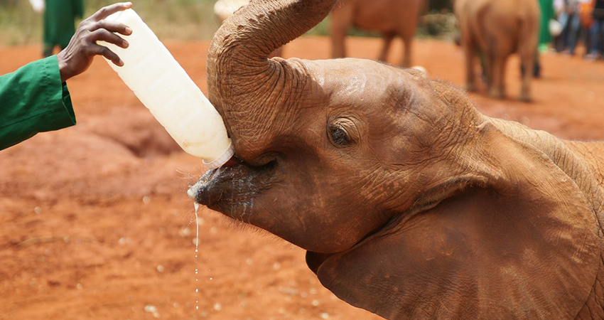 daphne-sheldrick-elephant-orphanage-day-trip