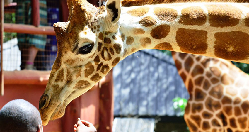 giraffe-center-day-tour