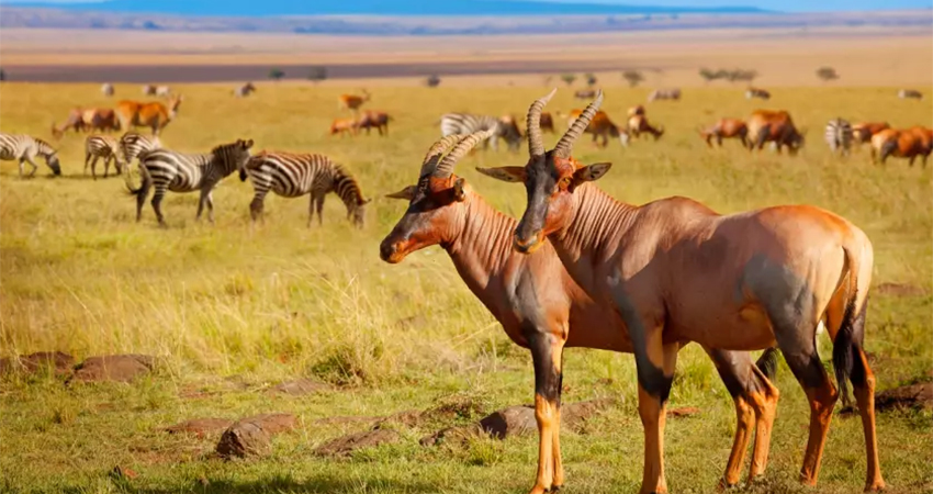KENYA SAFARI PACKAGES