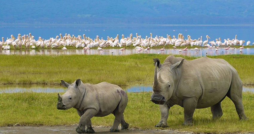 lake-nakuru-national-park-day-trip